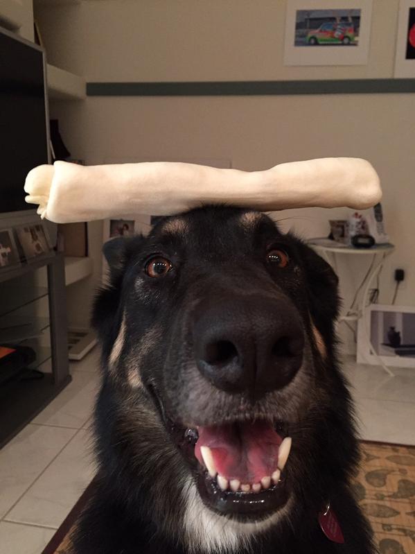 GoodGirlAthena's tweet photo. Boom son #dog with #talent http://t.co/eTXAxf6v7f