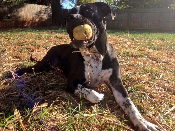 GoontarTheGreat's tweet photo. Today I rolled in something I thought smelled GREAT! #SundayFunday Mom said I smelled like sewage #SundayBathDay 👎 http://t.co/zba9kf9NGL