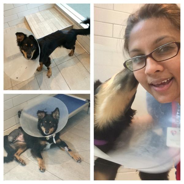 Nicole_Gyan's tweet photo. Meet Elwood at the @sfspca &amp; you'll be smitten too! #Tripawed #AdoptDontShop #SanFranciscoSPCA #RescueRow http://t.co/hauRC9V9Cr