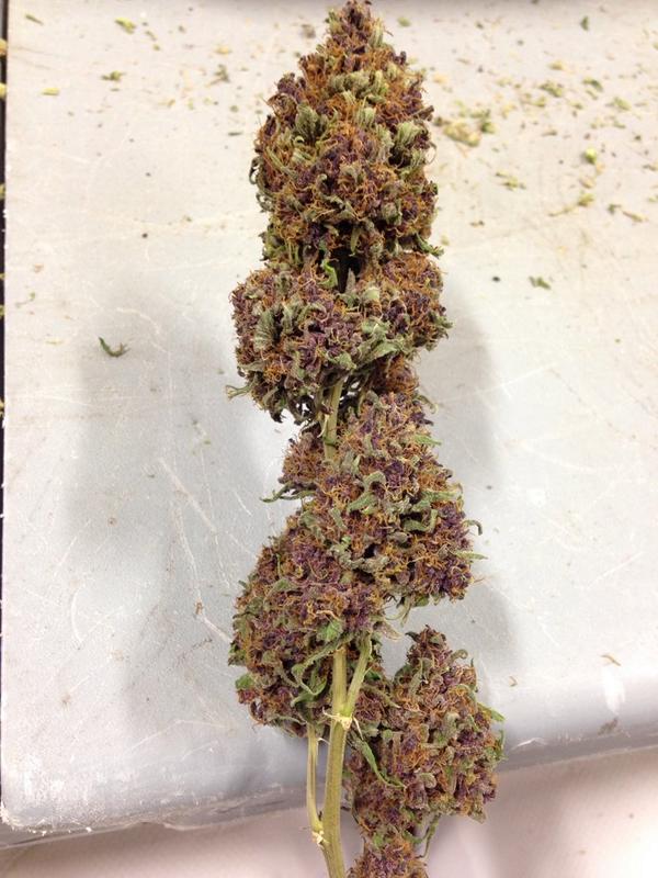 GreenRushLLC's tweet photo. Banzai Buddha is crazy purple!💜💜 #GreenRush http://t.co/O4DBV61vlN