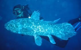 bookglobal's tweet photo. Coelacanth is not a transitional form,it's a perfect deep-water fish #evolutiontheoryfailed https://t.co/MaLAHs61DZ  https://t.co/qWSLpH2gLL