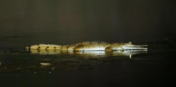 cloudtripping's tweet photo. He's stalking fish and I'm stalking him #couldwatchthisforhours http://t.co/aDFPmnefYO