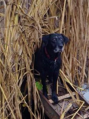 TNP_Productions's tweet photo. Sydney coming out of retirement for opening day! @BlackDogCamo @huntingdogusa http://t.co/vgWRDQ2n5q