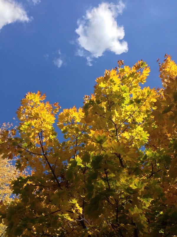 JMoLawre's tweet photo. @wccokingjohn #prettyleafcontest http://t.co/4NI7aMqkMN