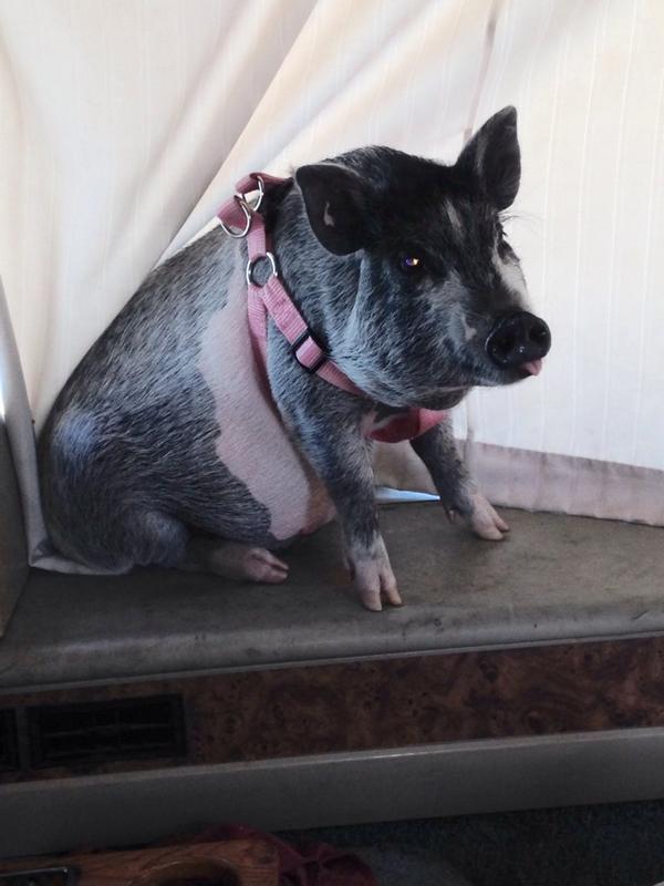 Cmfg1221's tweet photo. @ShelbyMoore52 our piggy pais! #Adorable #Piggy #Paisley #BestPigInDaWorld http://t.co/0sBaGQkYeM