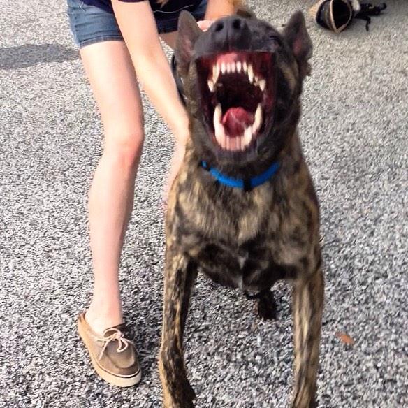 K9Blog tweet picture