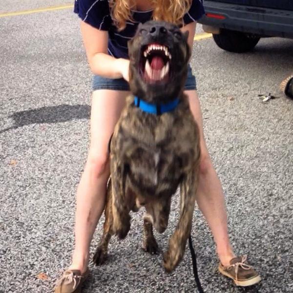 K9Blog tweet picture