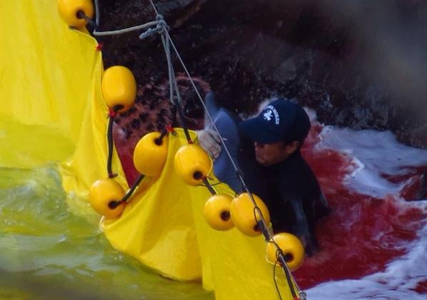 Chelsea_HJS's tweet photo. RU serious @TheTodayShow ? Spreading #LIES Appalled by your coverage. #SeaWorldSucks  #CaptivityKills #EmptyTheTanks http://t.co/scnLRGKlHx