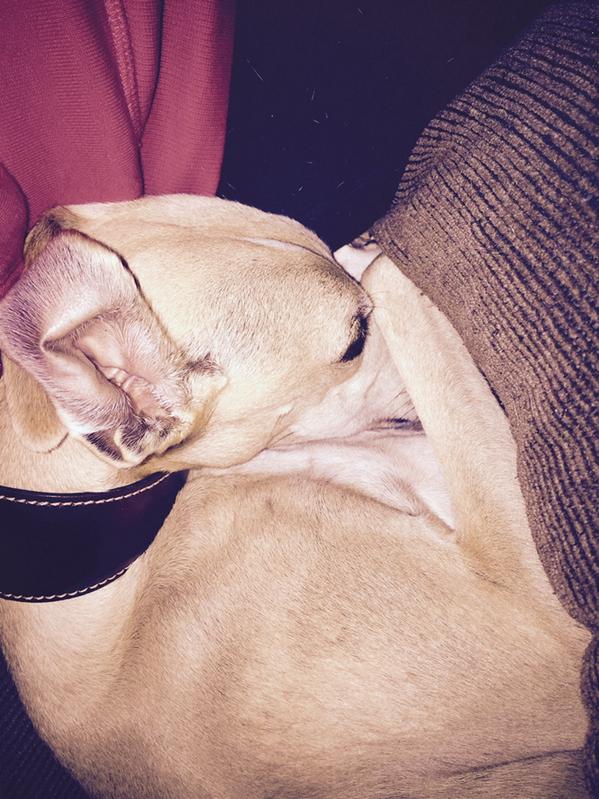 TheStickDog's tweet photo. I have a cold nose #timetonug http://t.co/MPtWd4ZsmY