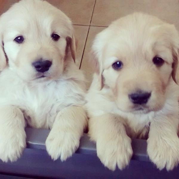 cotiguevara's tweet photo. Vendo golden retriever ambos machos, 45 días vacunados http://t.co/AAQRfoxINo