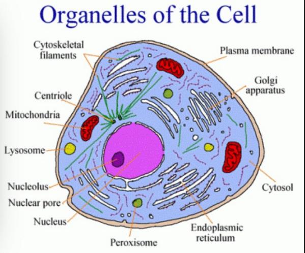 hücrenin Organelleri
