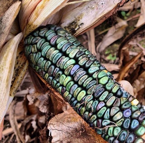 The first green corn in the Hudson Valley for <a href="/Widow_Jane/">Widow Jane</a>!