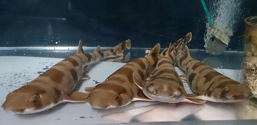 تويتر 京都水族館 公式 على تويتر トラザメ整列中 バックヤードの水槽で飼育中のトラザメたち 広い水槽の中 何故か同じ方向を向いてお行儀良く 川の字 になって並んでいます 思わずパシャリ もっと見る Gt Gt Http T Co Rodohjbpvz Http T Co