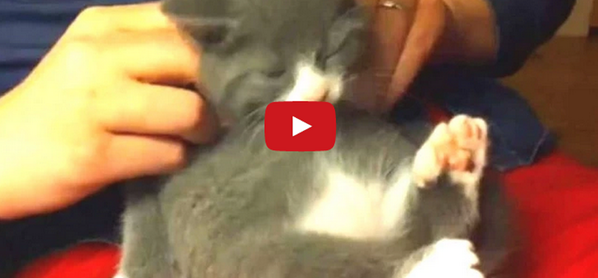 catsnkittys's tweet photo. A brilliant #catvideo compilation of cats enjoying a relaxing massage. This is very cute. http://t.co/lIF8512Gj4 http://t.co/KEwnGijA6s
