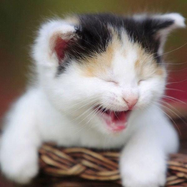 かわいい子猫画像 Koneko Cat Bot Twitter