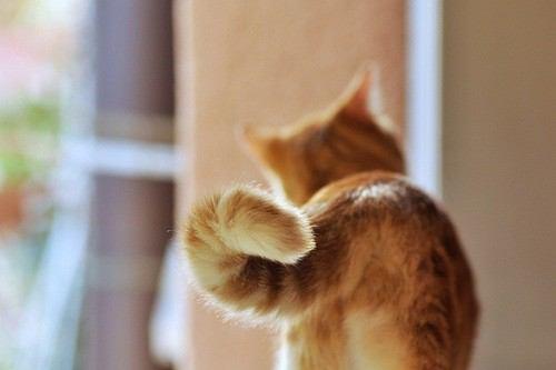 かわいい子猫 בטוויטר 尻尾を丸めるニャンコ 猫画像 T Co Iqn1kntc5g かわいい子猫 בטוויטר 尻尾を丸めるニャンコ 猫画像 T Co Iqn1kntc5g