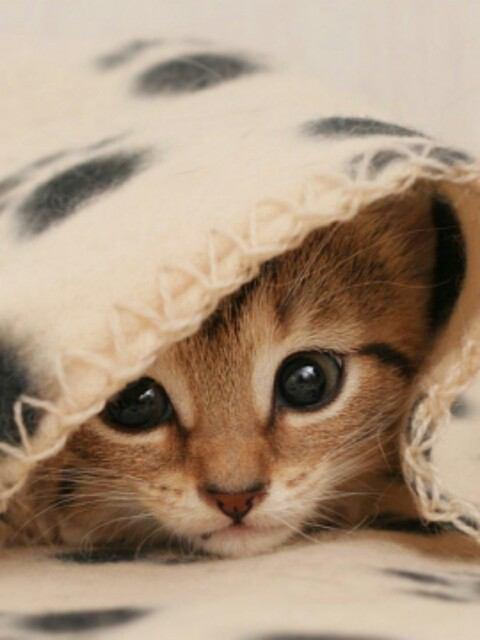 かわいい子猫画像 Koneko Cat Bot Twitter