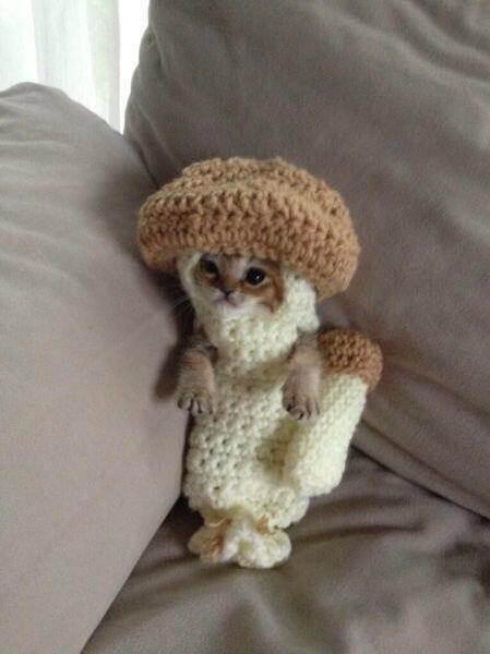 lifeonearth360's tweet photo. 15 Cats Who Are OVER Their Halloween Costumes 

Found at http://t.co/l7lEQNCBsS http://t.co/e6l4lx4oRW