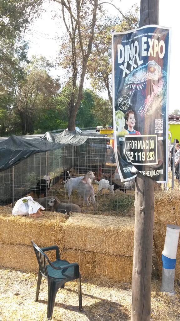 fotosussss's tweet image. &quot;@ControldPlagues: Ara no sé si son cabres del #triasic o aliment dels dinosaures exposats... http://t.co/auZdIPUcWT&quot;
Cc @elforatgatiner