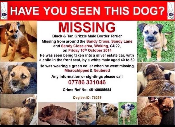 FiCaldero's tweet photo. @sarajcox help #getTobyHome please rt Thanx! http://t.co/SaTTIytqeU