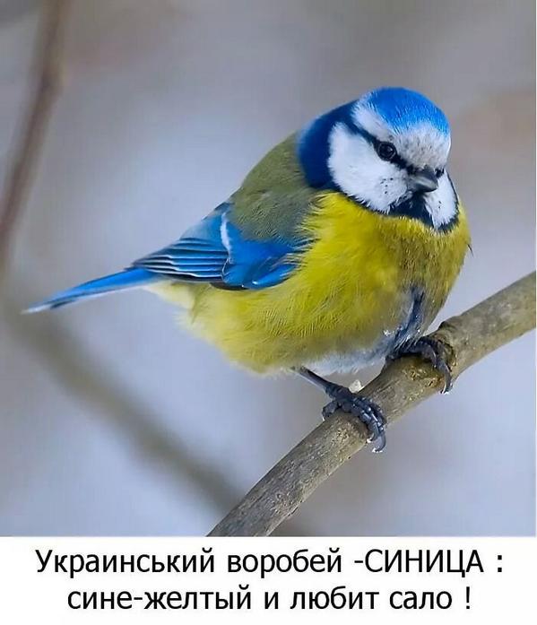 Партии Майдана обязаны создать мощное, проукраинское, патриотическое большинство созидания, - Аваков - Цензор.НЕТ 1357