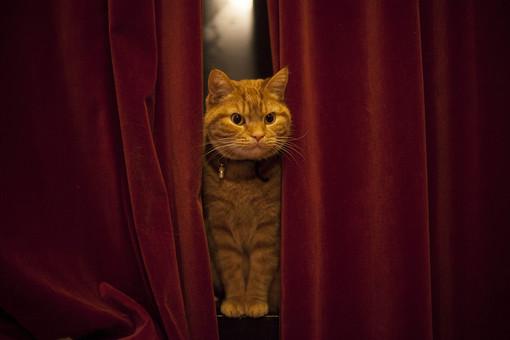 Yuk Lihat Tingkah Lucu ‘Luccie’, Si Kuning  yang Doyan Menguap
mudapedia.com/yuk-lihat-ting…