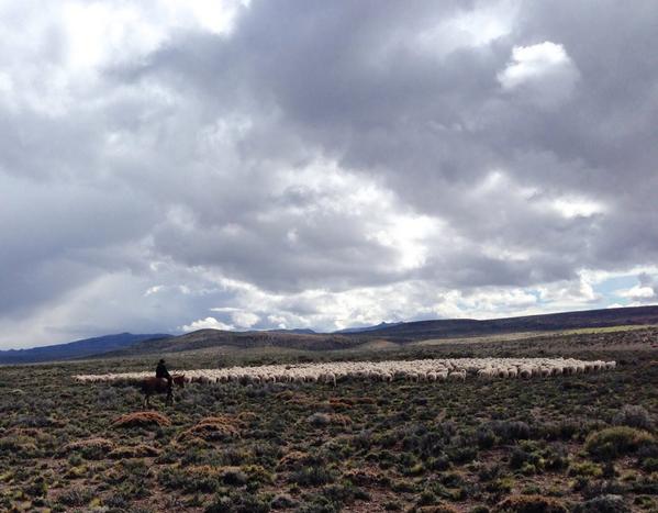 patagoniasheep's tweet photo. It's #shearing2014 #esquila2014 time. towards the #homestead #merino #patagonia #nomulesing #wool #sustainability http://t.co/CiyITBuqt1