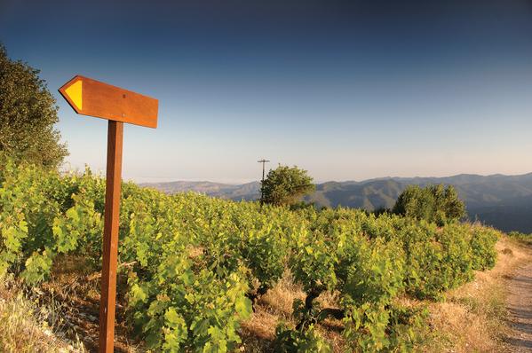 Cyprus_Airways's tweet photo. Discover all the splendours that the #Cyprus #wine routes have to offer while you’re at it.

http://t.co/rvAvfZJfH4 http://t.co/ncneXHTfbB