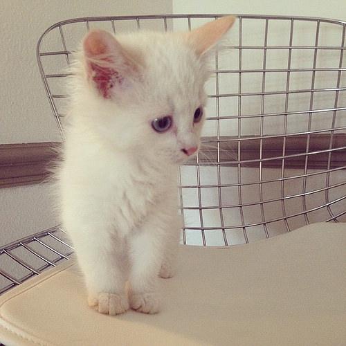 catsworldlife's tweet photo. I’m cuter than you #cats http://t.co/ccpfwlj2XH