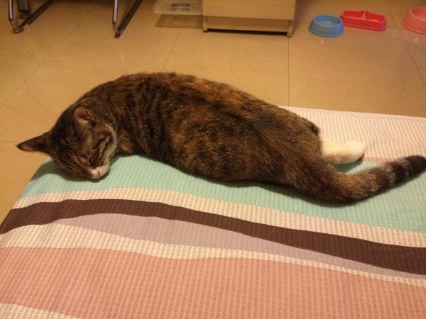 Giopee's tweet photo. 扭啊扭 扭啊扭啊扭 http://t.co/vb9bFOCUPa