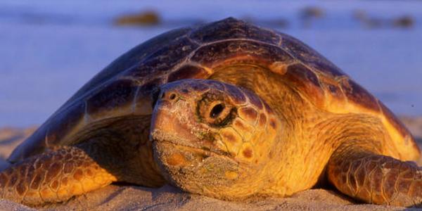 miriamiita's tweet photo. "Las tortugas colonizaron el Mediterráneo antes de la última glaciación http://t.co/WqDIrca6UF http://t.co/9OdOSPfFn2" @guzmanito_john