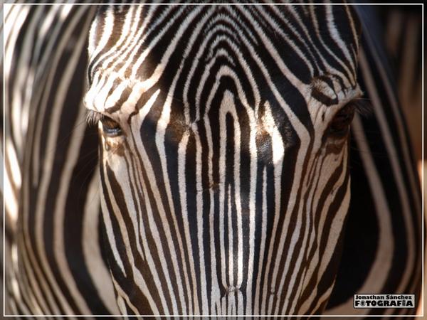 JSanchezFoto tweet picture