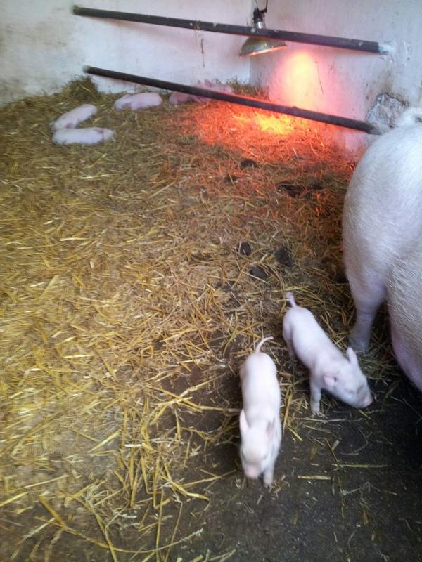 Daffodil01chase's tweet photo. Great afternoon @shugborough #cutepiglets http://t.co/LUWtLClKYP