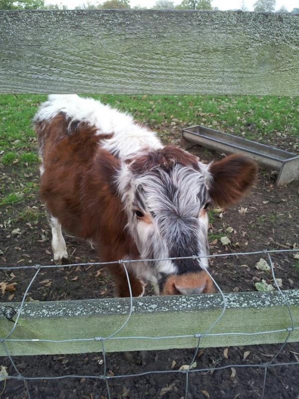 Daffodil01chase's tweet photo. Great afternoon @shugborough #cutepiglets http://t.co/LUWtLClKYP