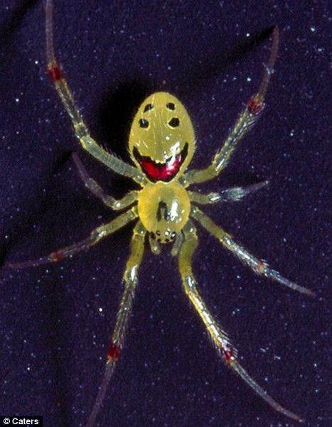cool looking spiders
