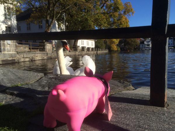 - No, there aren't any svanemerka pig-dekks.Ny #piggfri-kampanje på Nord-Jæren pigfree.no #vinterdekk