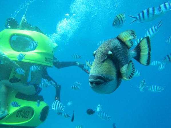 ToursLine's tweet image. Underwater traveling - only 65 USD / person
tours-line.com/#!under-water-…