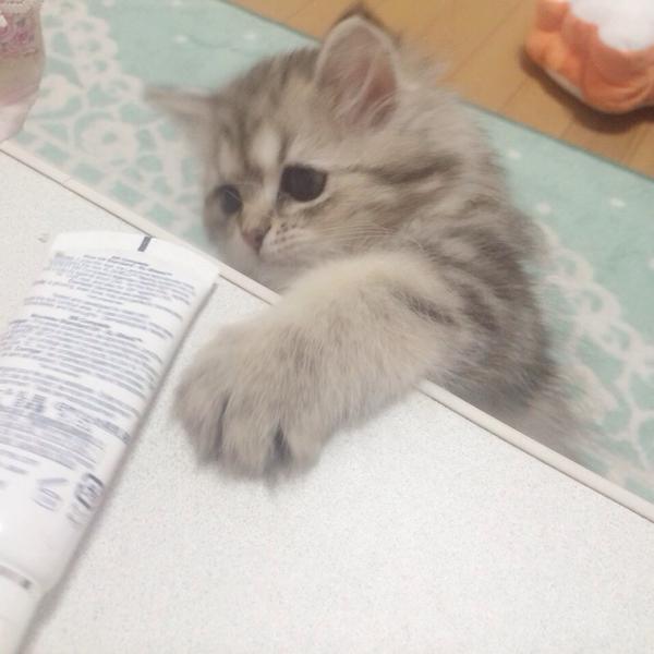 "<a href="/carianarege/">ねこ画像</a>: 私の化粧下地を狙うもこさん " :--((