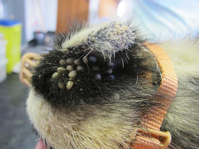 Secret World Wildlife Rescue on X