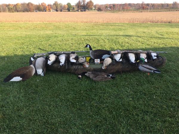 FallinFowl's tweet image. Not a bad morning 4 bands !