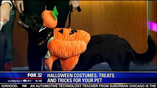 CUTE AND CREEPY! #Halloween costumes, treats and tricks for your pet bit.ly/1v4EMxg <a href="/Doggyloot/">Doggyloot</a>