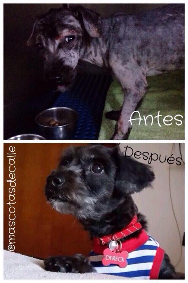 Hoy,mañana y siempre es y será el día idóneo para adoptar a una <a href="/MASCOTASDECALLE/">MascotasDeCalle</a> únete al cambio Adopta y da VIDA!!