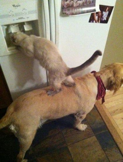 LoQUelos's tweet photo. ¿Quien dijo que no pueden trabajar en equipo?
#Comoperrosygatos
http://t.co/l9S5aGkXUe http://t.co/oVADkpp73Y