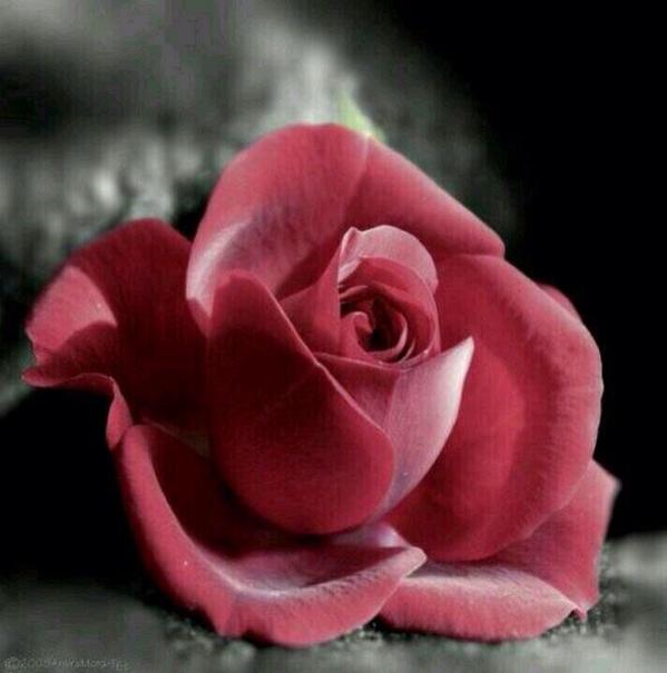28ssss28's tweet photo. @5qq2016 اهلين شموخ مساء الورد http://t.co/yfPO8q2bD1