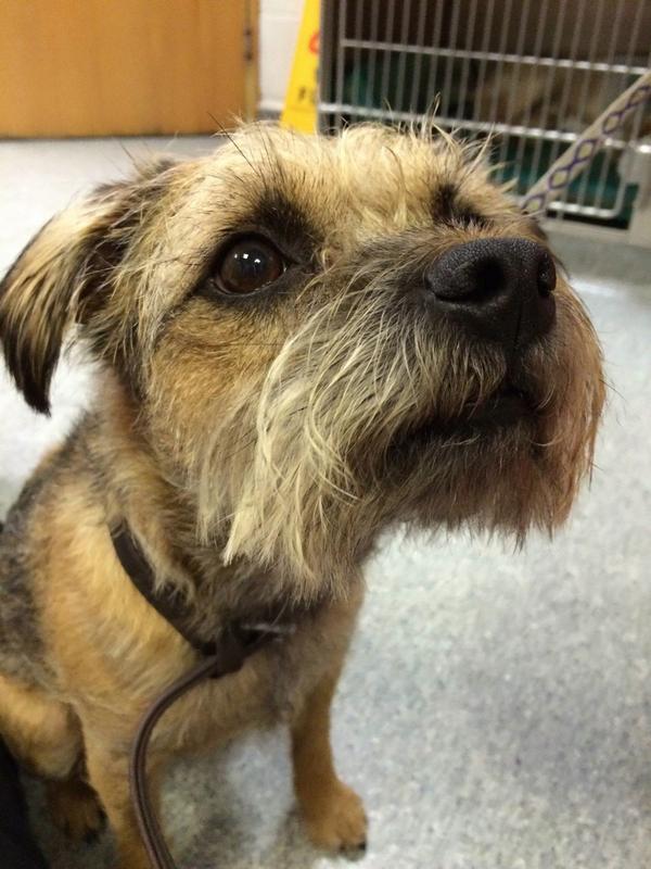 We are wishing Yogi a speedy recovery after surgery <a href="/Torrorth/">Torrington Ortho</a> today. We can't wait to have him back in practice.