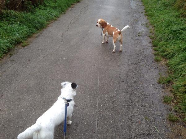 PadsnPets's tweet photo. Some new recruits! #dogwalker #Leeds http://t.co/Re1P7dVsKQ