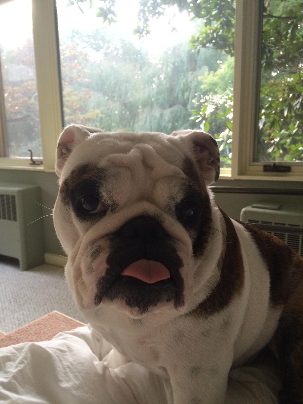 Embedded image permalink