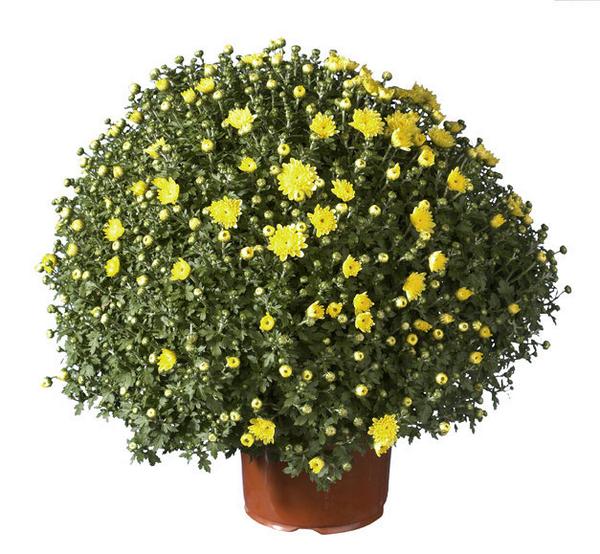 Plant van de maand by GardenToday.nl  #Bolchrysant voor € 2.99 Klik op link buff.ly/1ttMFS2