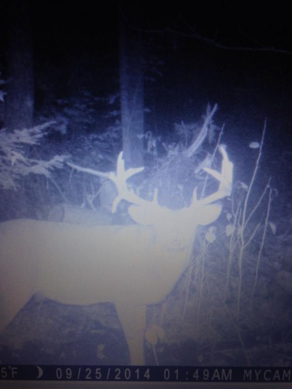 berny_1314's tweet photo. Can't wait for #hunting #season #to #start !! ๐๐๐ #whitetaildeer #13pointer #droping #thats #it !! ๐ http://t.co/kcfLihsblb