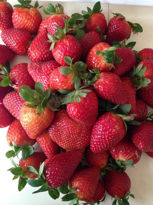 Emimove's tweet photo. Antojisimo de fresas con crema! 😝🍓lo mejor es que yo las voy a preparar #TheOneThatIWant #cooking http://t.co/BpA9lKyzrL